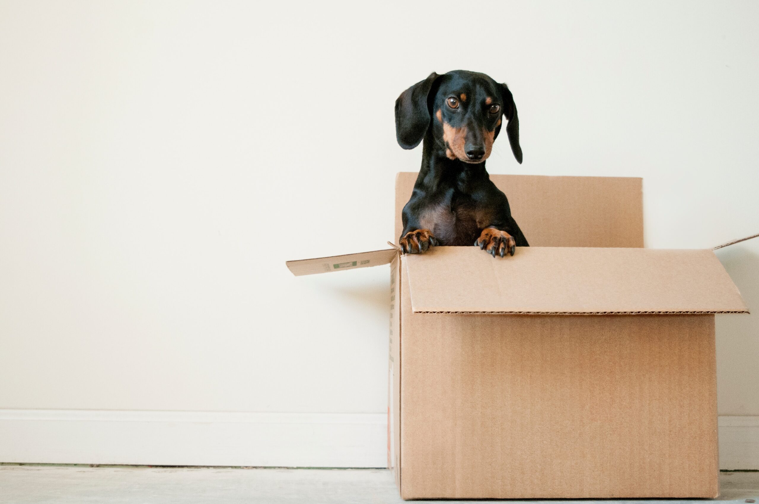 Moving with pets - dog